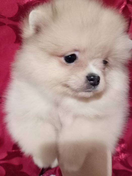 Продам щенка шпица