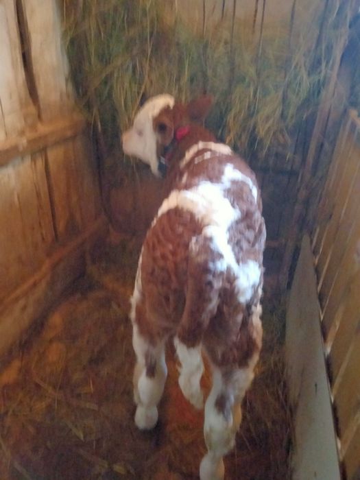 Vând vaca Baltata Românească a