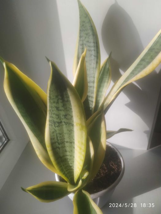 Сансевиерии,обмен