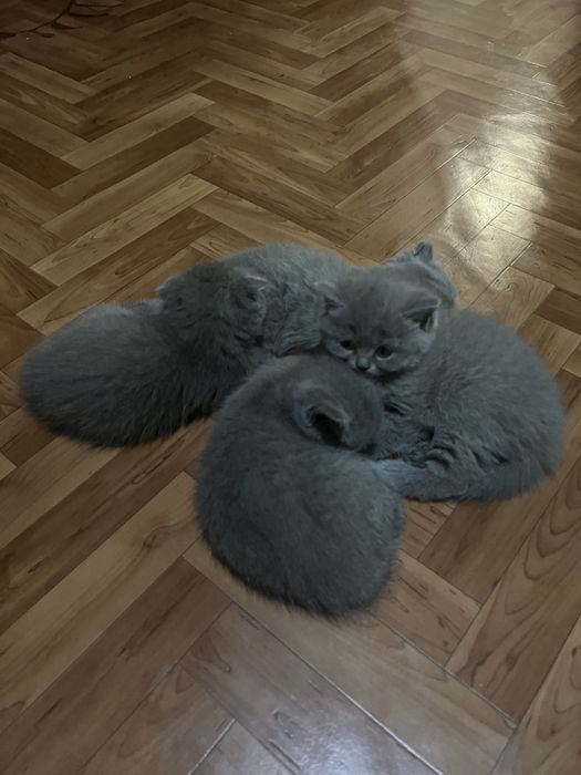 Котята британские