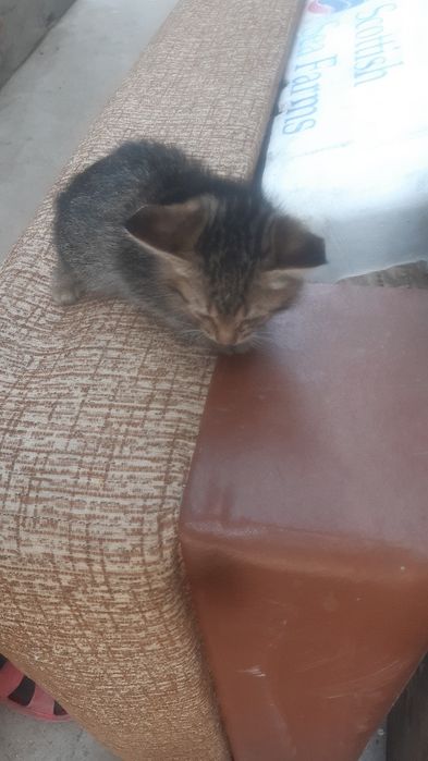 3 котёнка отдам в хорошие руки