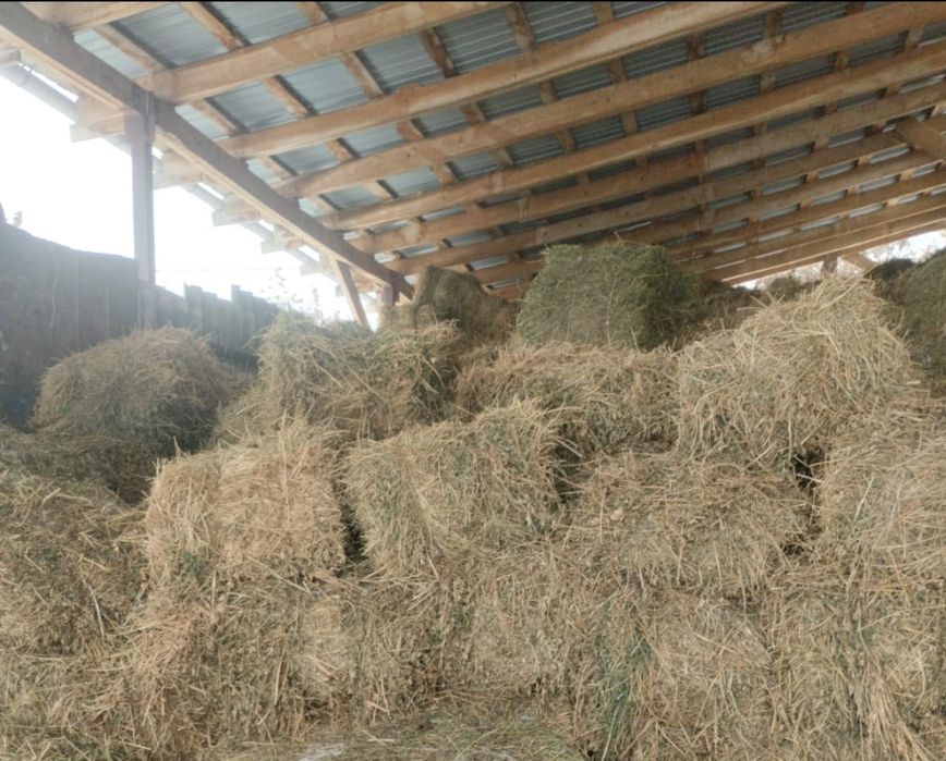 Жонышка Клёвер 5 кост