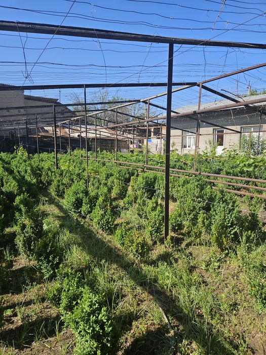 Shamshod bor 6 yillik