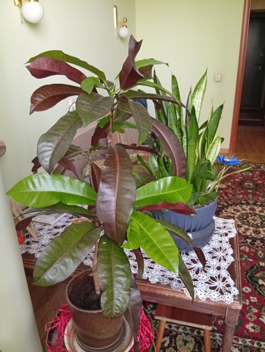 Сансевиерия (3 вида), кротон.