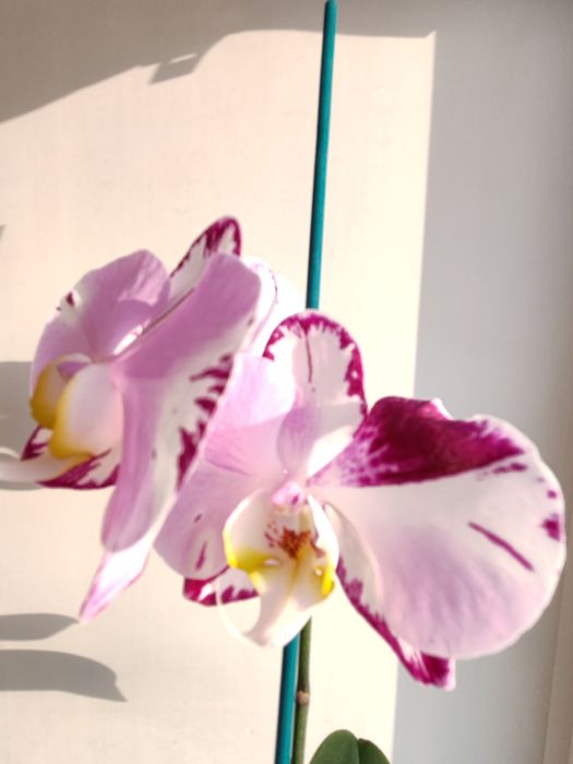 Орхидея фаленопсис