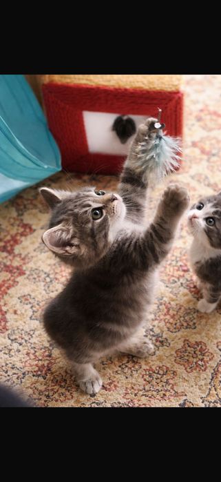 Супер красивые котята ищут дома)