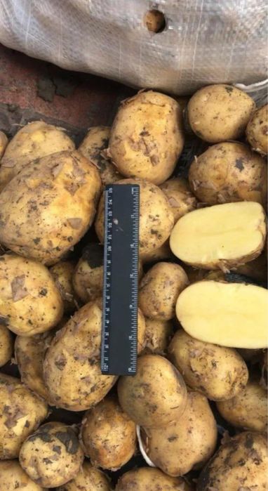 Продам картофель сорт гала