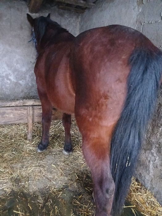 Vand cal căstrat foarte cuminte