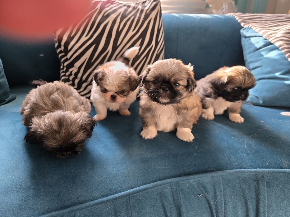 Продам щенков пекинеса