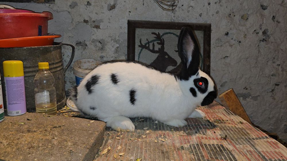 Masculi berbec german si fluture german originali