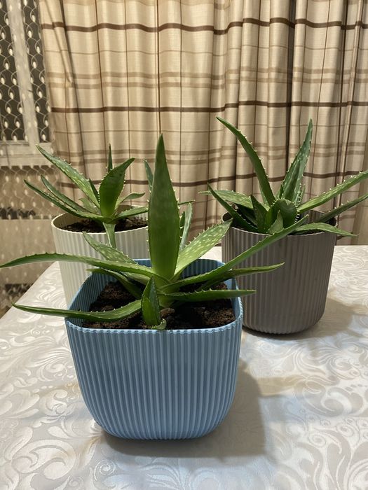 Продаются растения с горшками, АЛОЭ