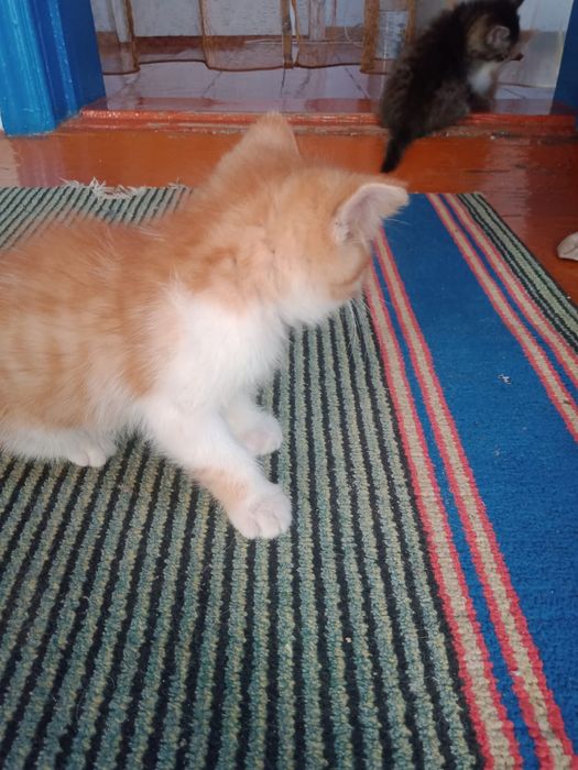 Отдам котика и кошечек 2 мес