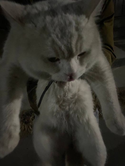 Mushuk sotiladi srochna