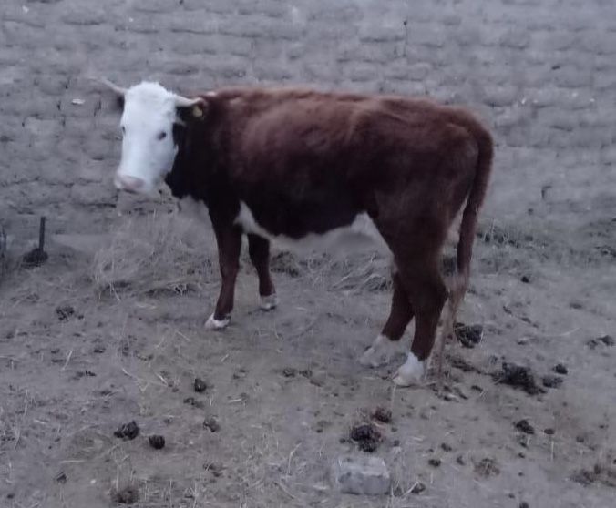 10 бас буаз сиырлар сатылады