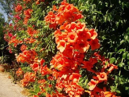 Campsis Radicans(Trompete )La Ghiveci