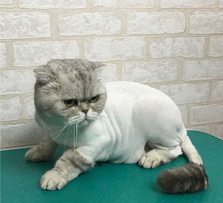 Стрижка грумминг животных    кошек  недорого