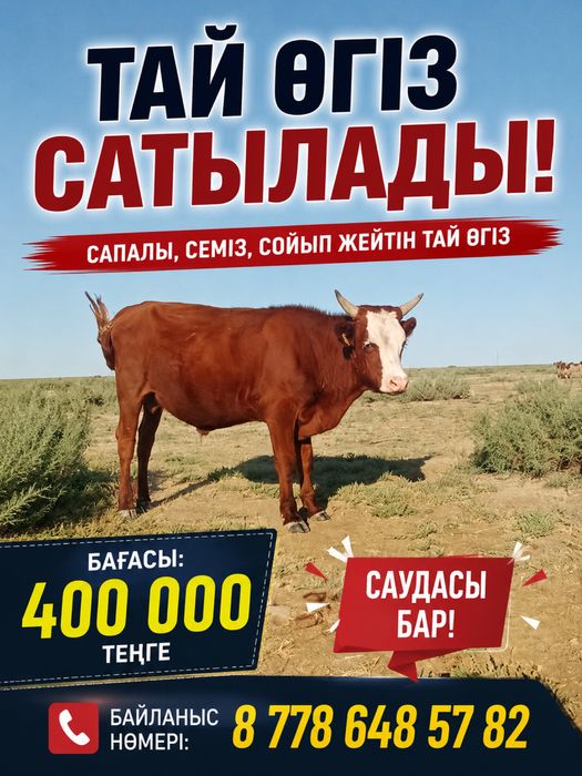 Тай өгіз сатылады
