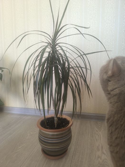 Продам комнатный цветок