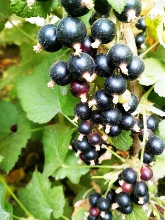 Саженцы Российской красной и черной Смородины, Малины и Йошты