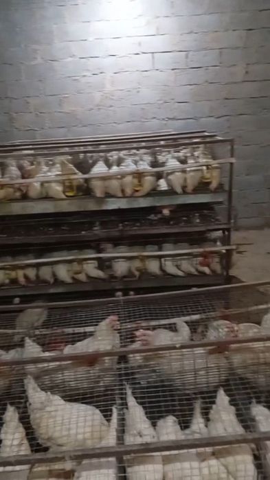 Ломан синди Тухум йуналишида