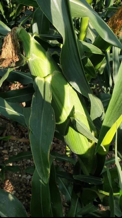 Продам свежи сладки кукуруза