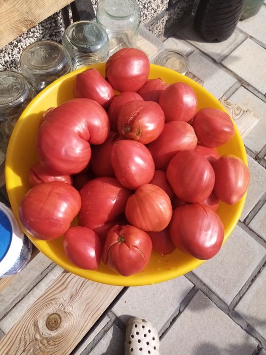 Семена за стари сортове домати и чушки