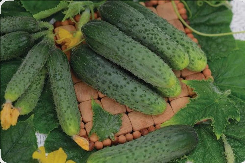 Продам огурцы домашнии