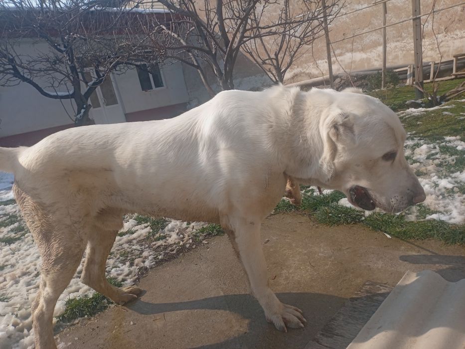 ALABAY zotdor sotiladi