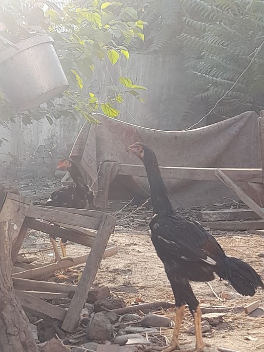 Lesbian kotiblar porno onlayn