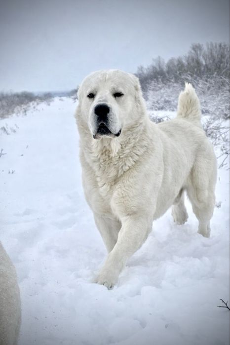 Cioabnesc de Asia Centrala