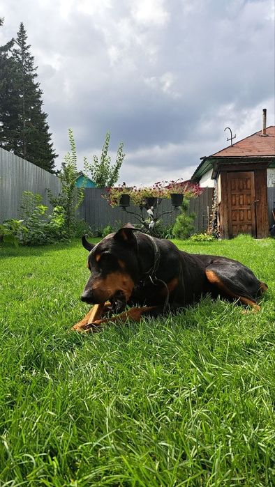 Отдам добермана.