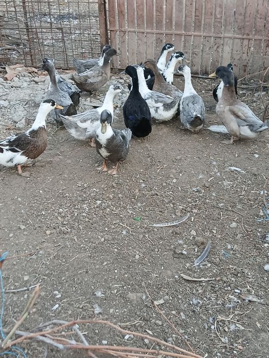 Vând rațe romînesti
