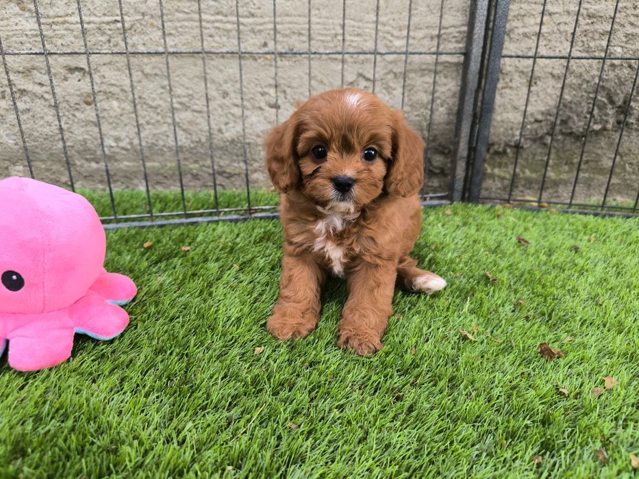 Vand fetita Cavapoo f1 mini