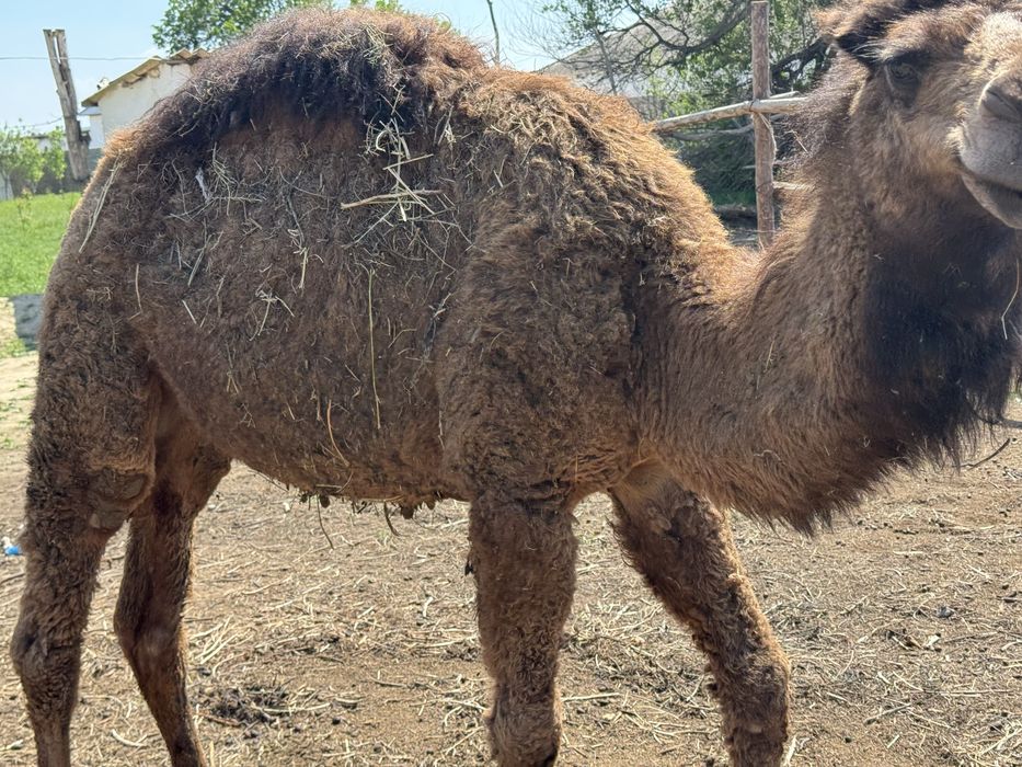 Түйе тайлақ ет түйе еті