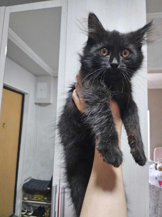Отдам котенка в добрые руки