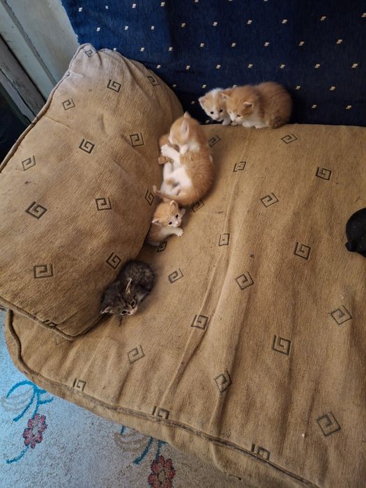 Отдам котят в добрые руки