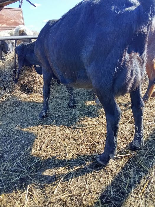 Capre anglonubian sialpin