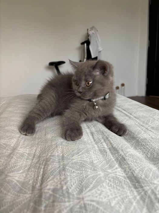 Mascul british shorthair