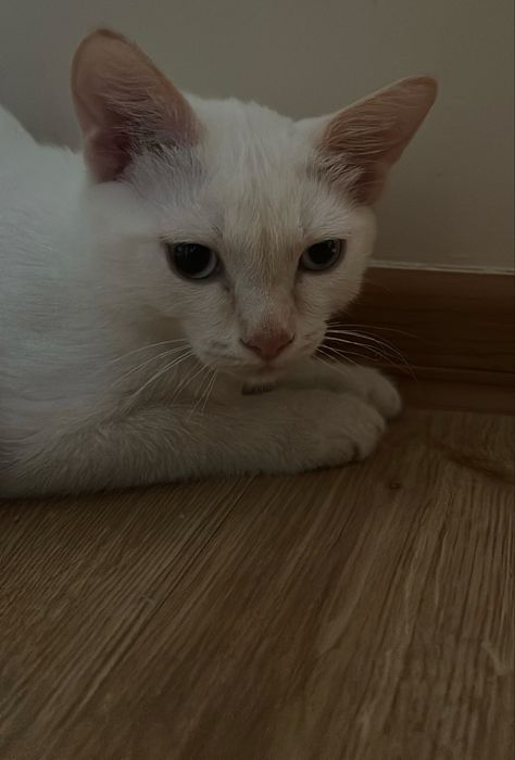 Отдам кошку в хорошие руки