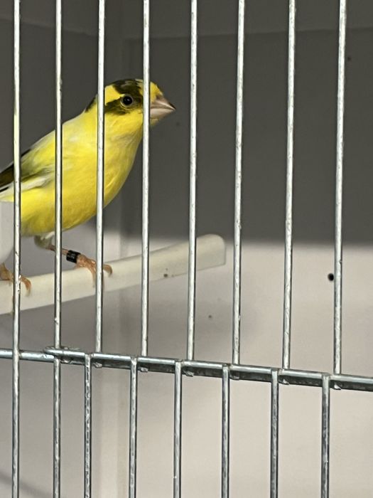 Canari timbrado clasic continuu