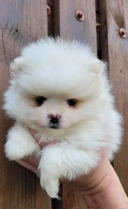 Померан-мини шпиц!!!