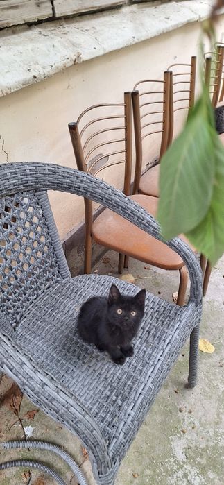 Котёнок в добрые руки девочка