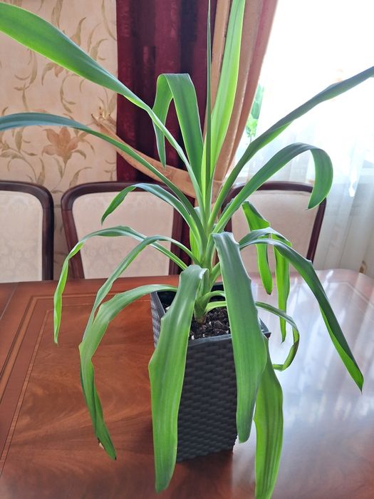 Юкка цветы  продам.