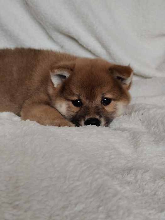 Девочка сиба-ину с документами