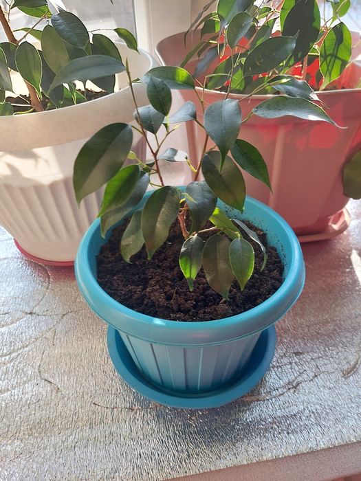 Фикус Бенджамина