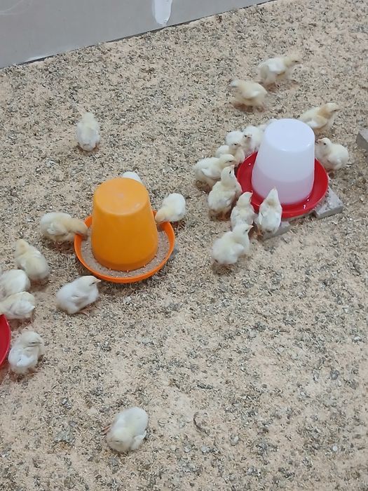 Жужалар сотилади 15.000 дан