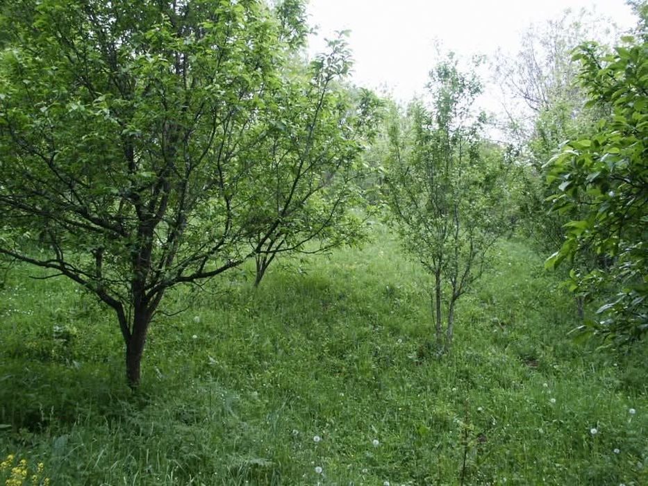 Teren intravilan Runcu