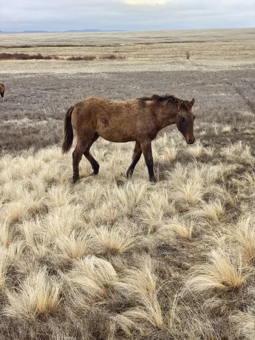 Жабағылар сатылады