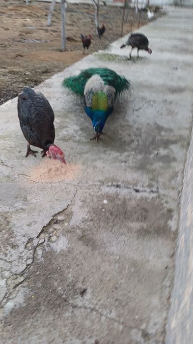 Индюк 2жас семиз