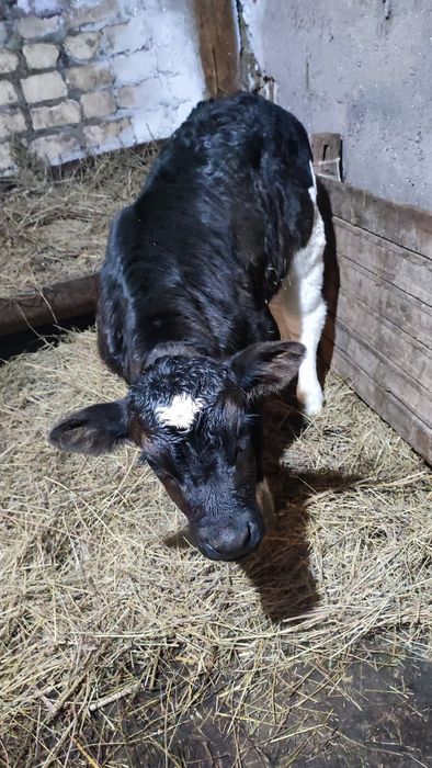 Теленок бычок 7 дней